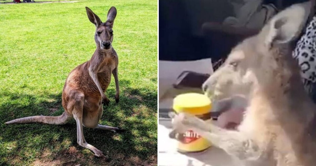 kangaroo4.png?resize=412,275 - Un kangourou s'introduit dans la maison d'une famille et prend de la vegemite et des croustilles au vinaigre