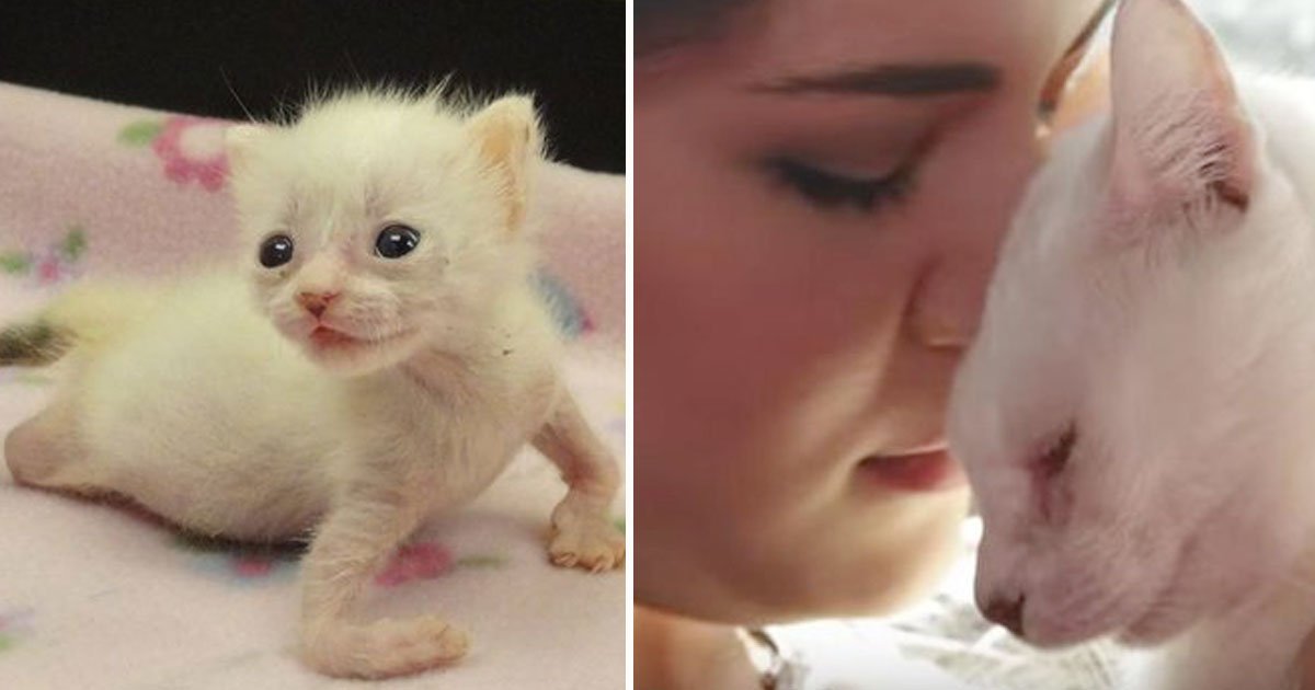 kitten twisted legs arms.jpg?resize=412,275 - Kitten With Twisted Arms And Legs - Who Was Abandoned Just Hours After Being Born - Has Found A Forever Home