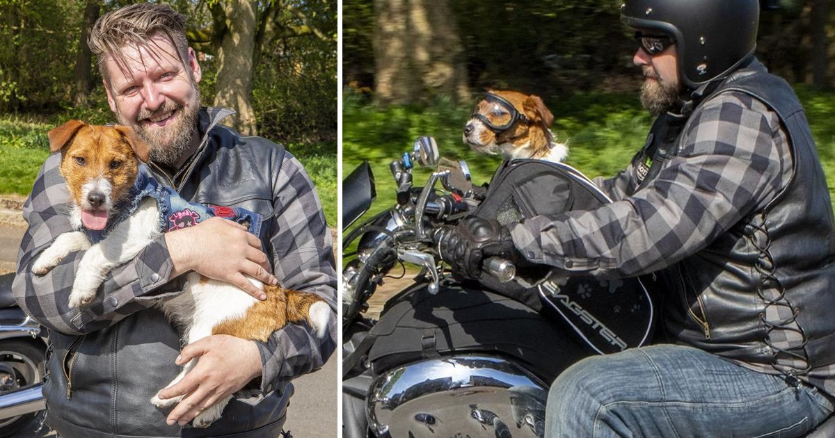 llklkl.jpg?resize=1200,630 - Bike Rider Dog Who Loves To Ride With His Master On Open Road