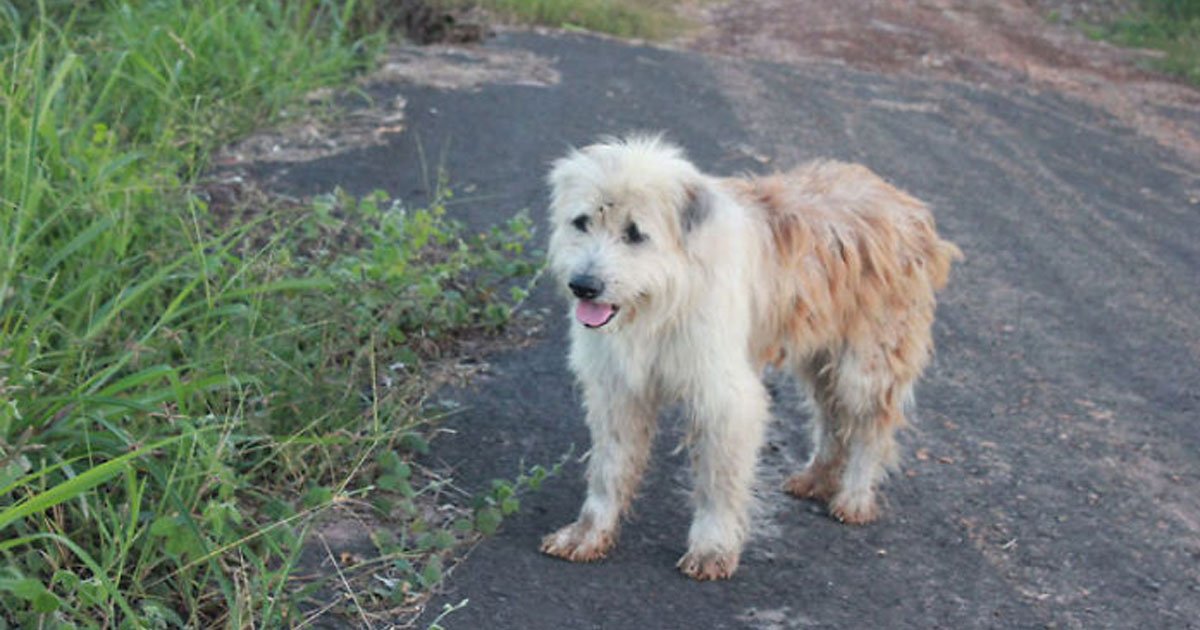 lost dog waited for his owner at the same place for 4 years but decided to not go with them when they reunited.jpg?resize=412,275 - Un chien perdu a attendu ses propriétaires au même endroit pendant 4 ans