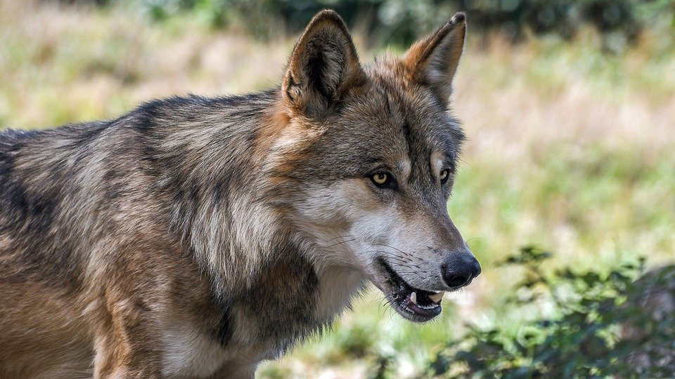 loup.jpg?resize=412,275 - Belgique: Une louve et ses petits ont été assassinés par des personnes déterminées