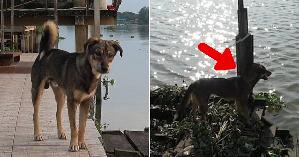 luck6.png?resize=412,275 - Sad Dog Named Luck Keeps Waiting For Its Lost Owner Who Fell Into A River