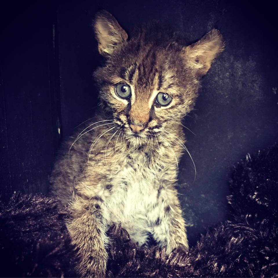 lynx.jpg?resize=412,275 - Une femme recueille un chaton abandonné avant de s'apercevoir que c'était un bébé lynx