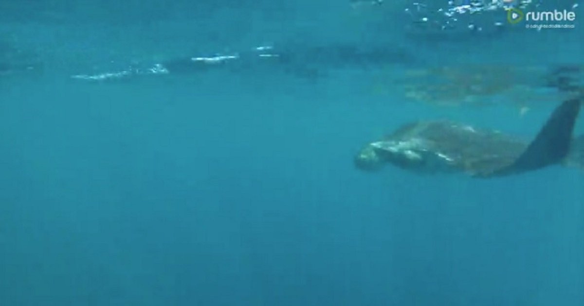m3 2.jpg?resize=1200,630 - Une raie manta géante vient saluer des touristes qui étaient à la recherche de requins baleines