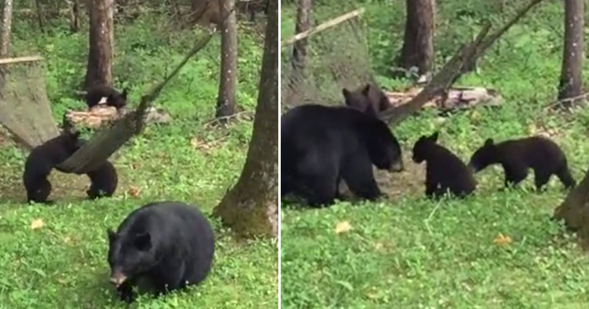 momma bear cubs hammock.jpg?resize=412,275 - Une maman Ours a aidé ses oursons à entrer dans un hamac