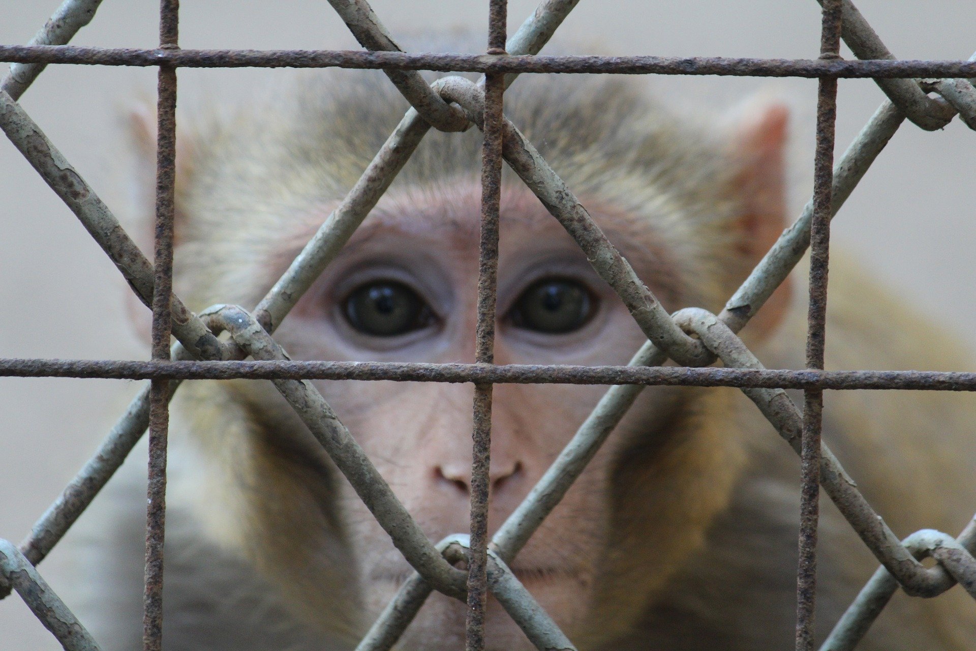monkey 390882 1920.jpg?resize=1200,630 - Expérimentation animale : Une association de défense des animaux divulgue une vidéo choquante filmée dans un laboratoire allemand