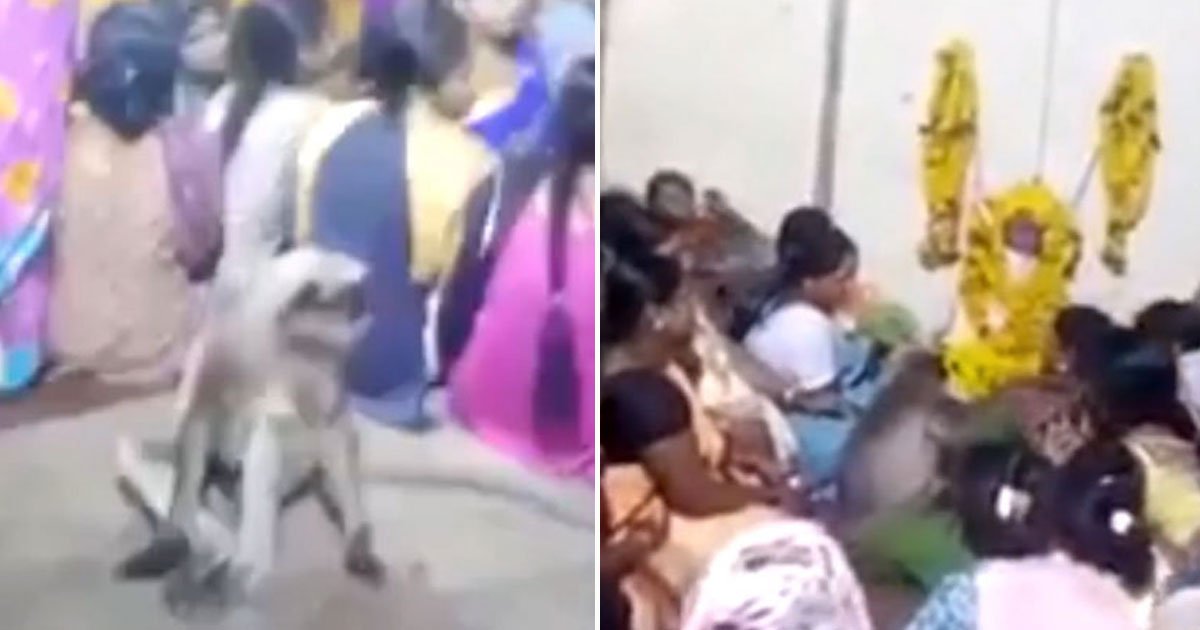 monkey attended funeral.jpg?resize=412,275 - Monkey Attended A Funeral To Comfort Mourners In India