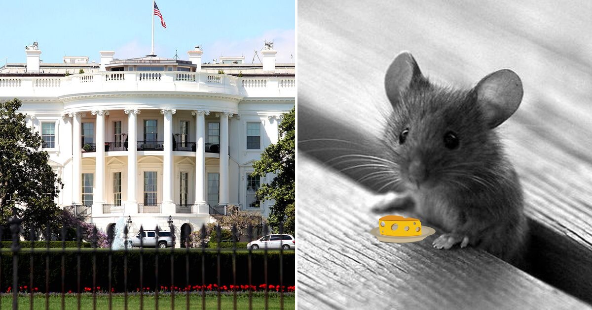mouse4.png?resize=1200,630 - Small Mouse Fell Out Of The White House Ceiling And Landed On A Reporter