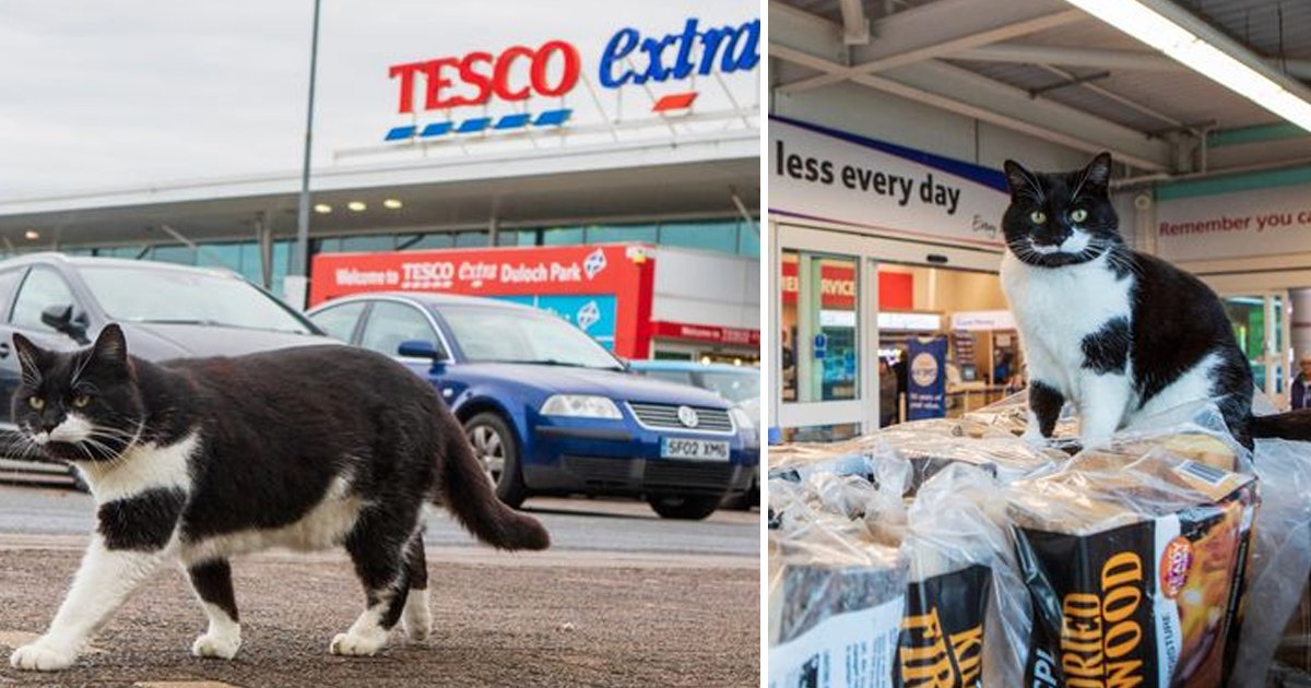 nn.jpg?resize=1200,630 - A Moggie Cat Considers Tesco As His Home And Is Now Overweight After Being Fed By Shoppers With With Pringles
