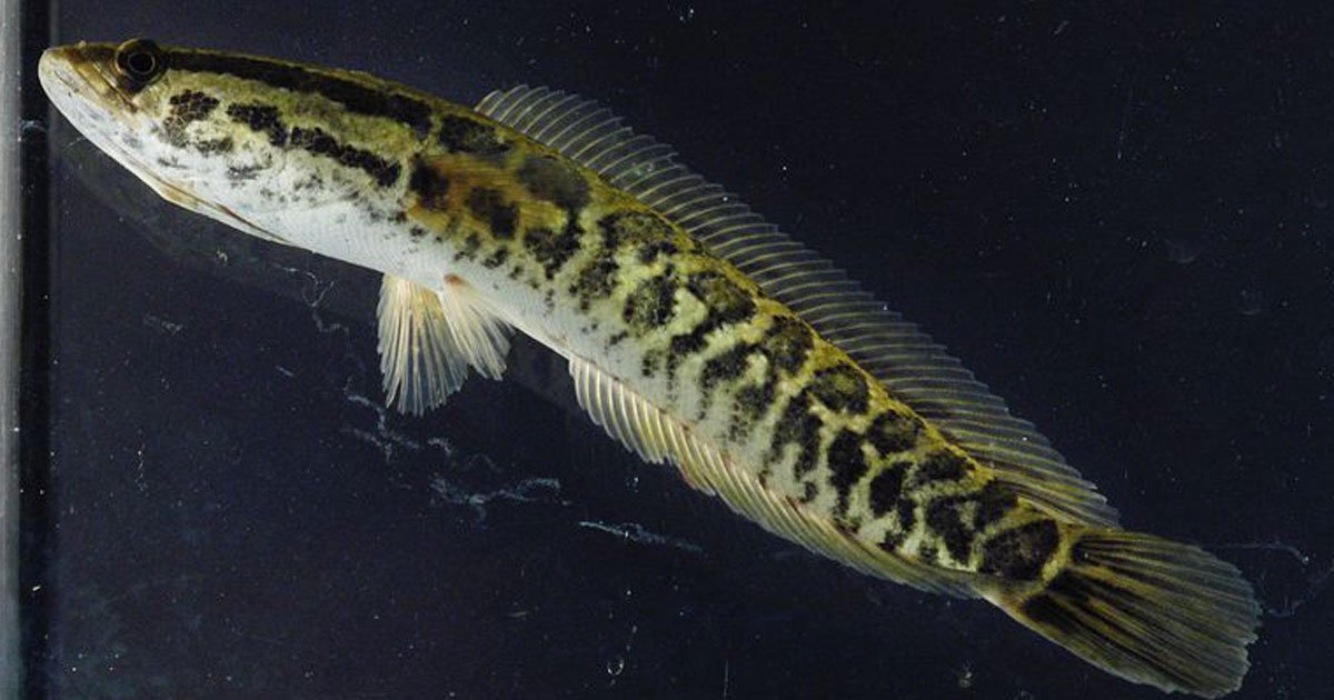 northern snakehead fish.jpg?resize=1200,630 - Interesting Facts About The Northern Snakehead Fish