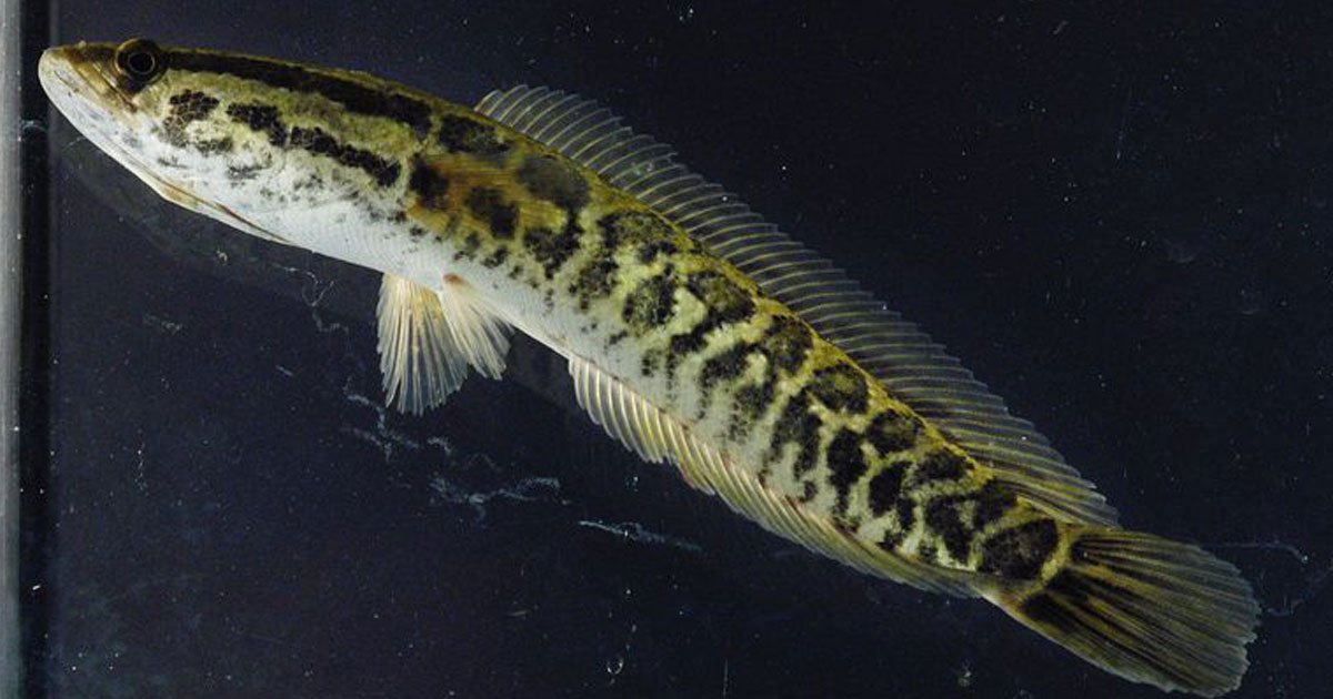 northern snakehead fish.jpg?resize=412,275 - Interesting Facts About The Northern Snakehead Fish