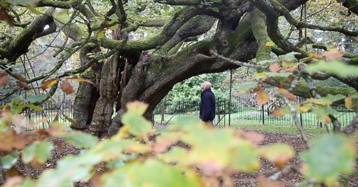 o3 1.jpg?resize=412,232 - Legendary 1,000-Year-Old Oak Tree That John Lennon Once Climbed Valued At $642K
