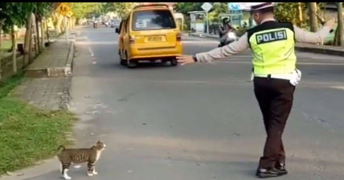 officer hlped cat cross road.jpg?resize=1200,630 - Vidéo adorable : Un policier a aidé un chat à traverser en toute sécurité une route très fréquentée