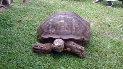 ogbomoso entertainment news fb.jpg?resize=1200,630 - La plus vieille créature terrestre au monde est décédée : C'était une tortue de 344 ans