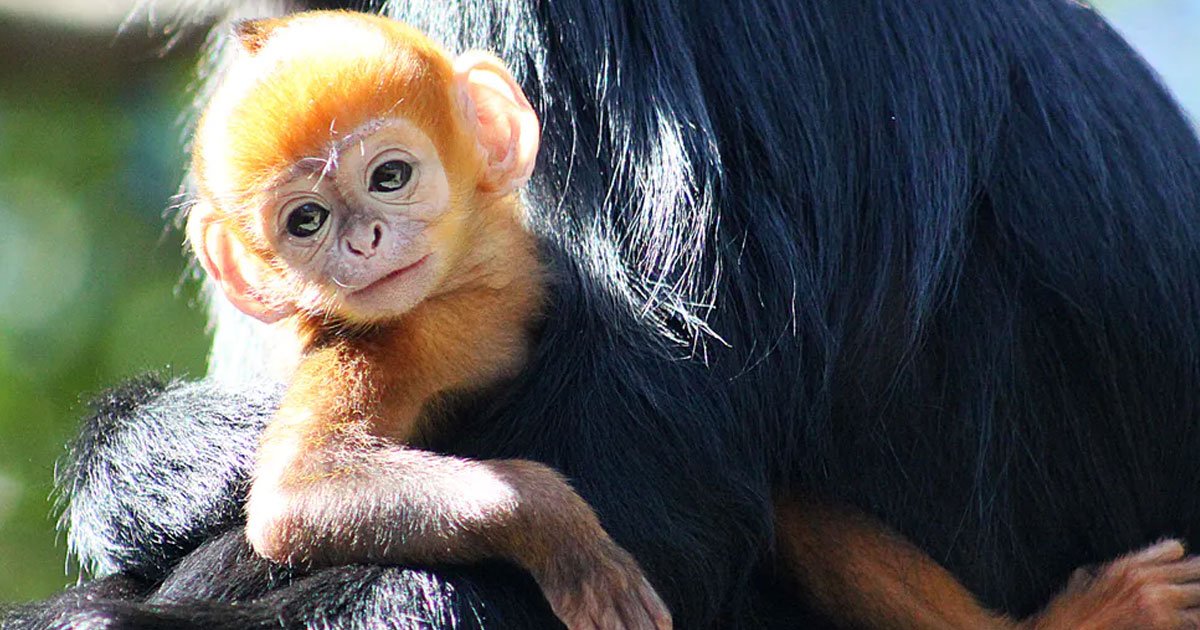one of the worlds rarest monkeys francois langur has been born at australian zoo.jpg?resize=1200,630 - Un singe Langur de François, l'un des singes les plus rares au monde, est né en Australie