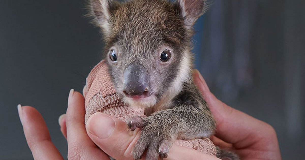 orphaned baby koala got tiny arm cast after falling from a tree.jpg?resize=1200,630 - Orphaned Baby Koala Got A Tiny Arm Cast After Fracturing Her Arm