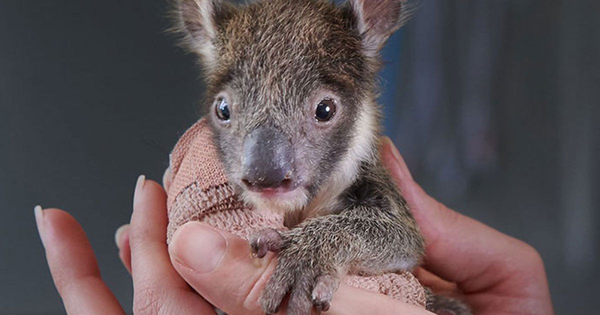 orphaned baby koala got tiny arm cast after falling from a tree.jpg?resize=412,275 - Ce bébé Koala s'est cassé le bras en tombant d'un arbre et les soigneurs lui ont fait un mini plâtre