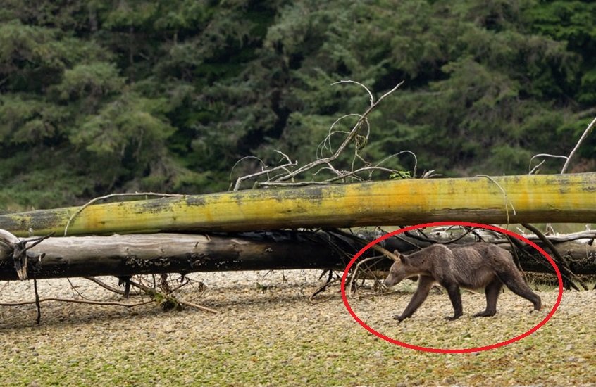 ours.jpg?resize=412,275 - Au Canada, des photos choquantes d'un grizzli très maigre font le tour du monde