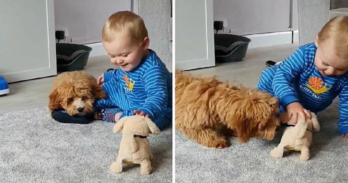 p3 4.jpg?fit=1024%2C538&ssl=1&strip=all - Jealous Puppy Got Upset When Her Best Friend Started Playing With A Dog Toy