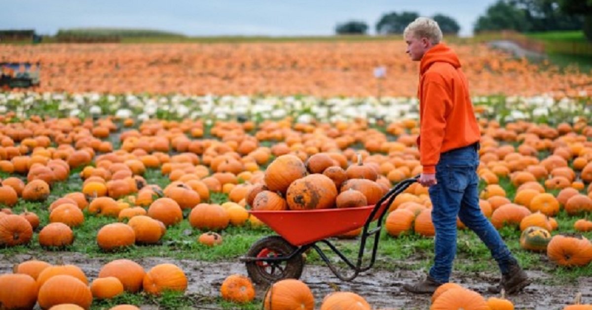 p3 9.jpg?resize=1200,630 - A Pumpkin Farm This Young Man Started When He Was 13 Years Old Became One Of The Largest In The UK