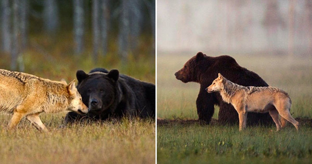 pals7.png?resize=1200,630 - Unique Friendship Between A Male Bear And Female Wolf Documented By Photographer