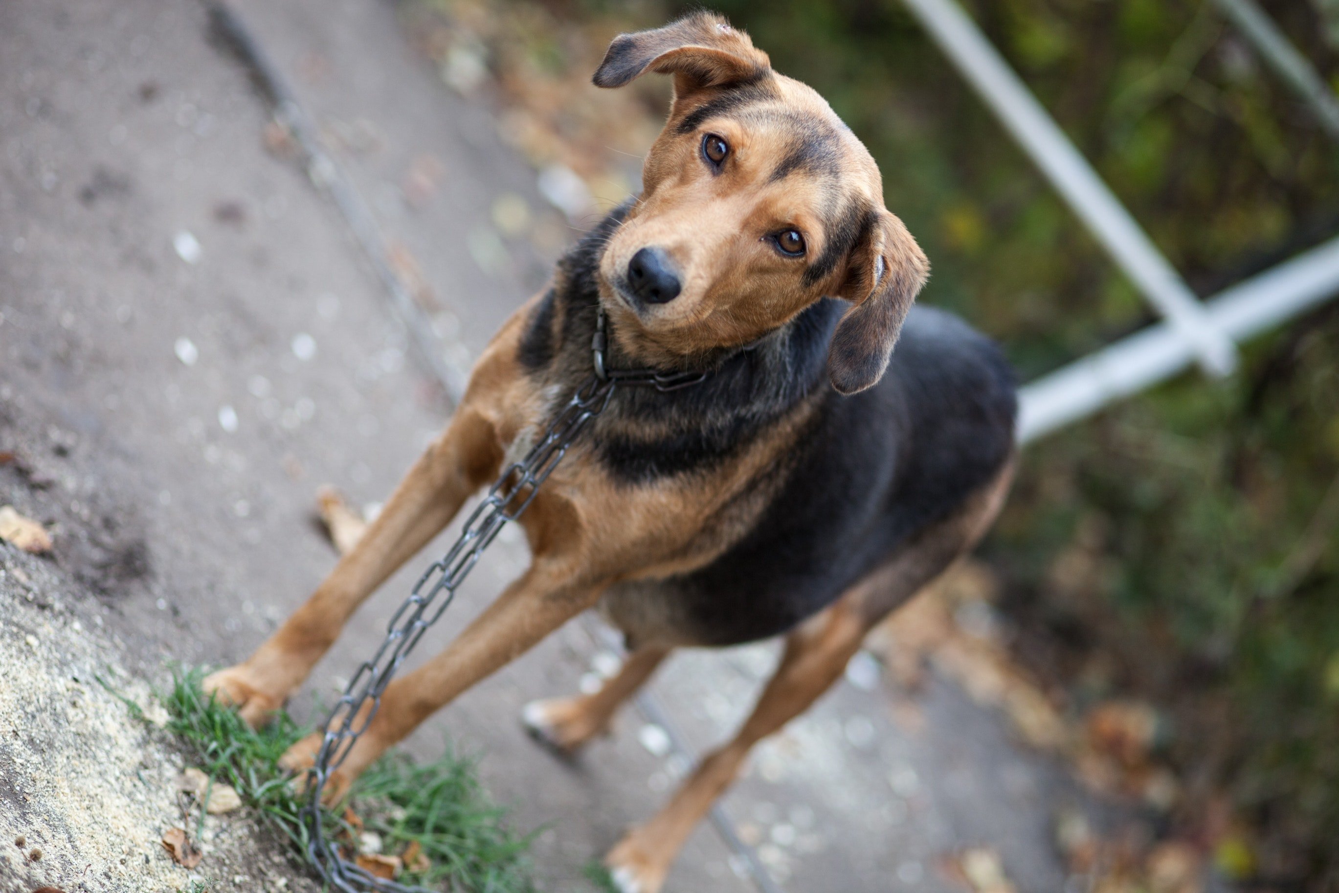 pexels 1.jpg?resize=412,275 - La France détient le record d'abandon d'animaux en Europe : Bientôt une loi pour punir ce geste ?