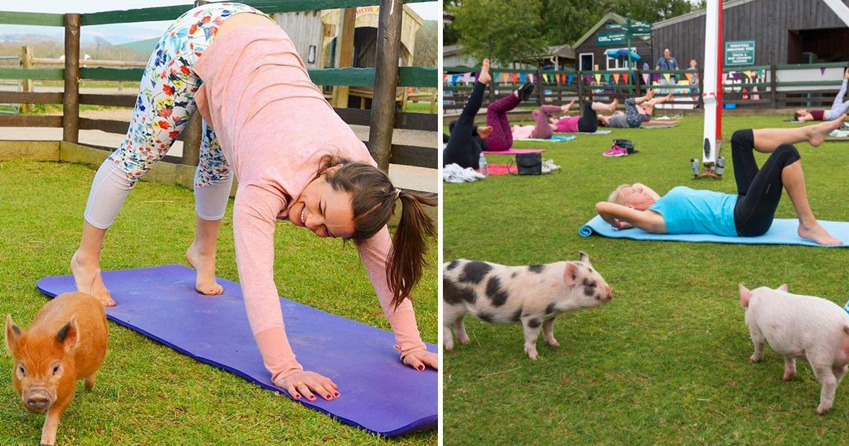 piggy pilates devon farm.jpg?resize=412,275 - British Farm Offers Pig Pilates Where People Workout With Pigs