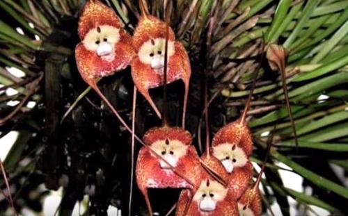pinterest 1 1.jpg?resize=1200,630 - Une espèce unique d'orchidée ressemble étrangement aux singes