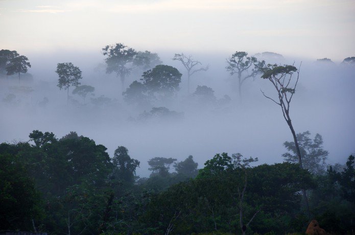 positivr.jpg?resize=1200,630 - Un torrent d'espoir : Il a plu en Amazonie