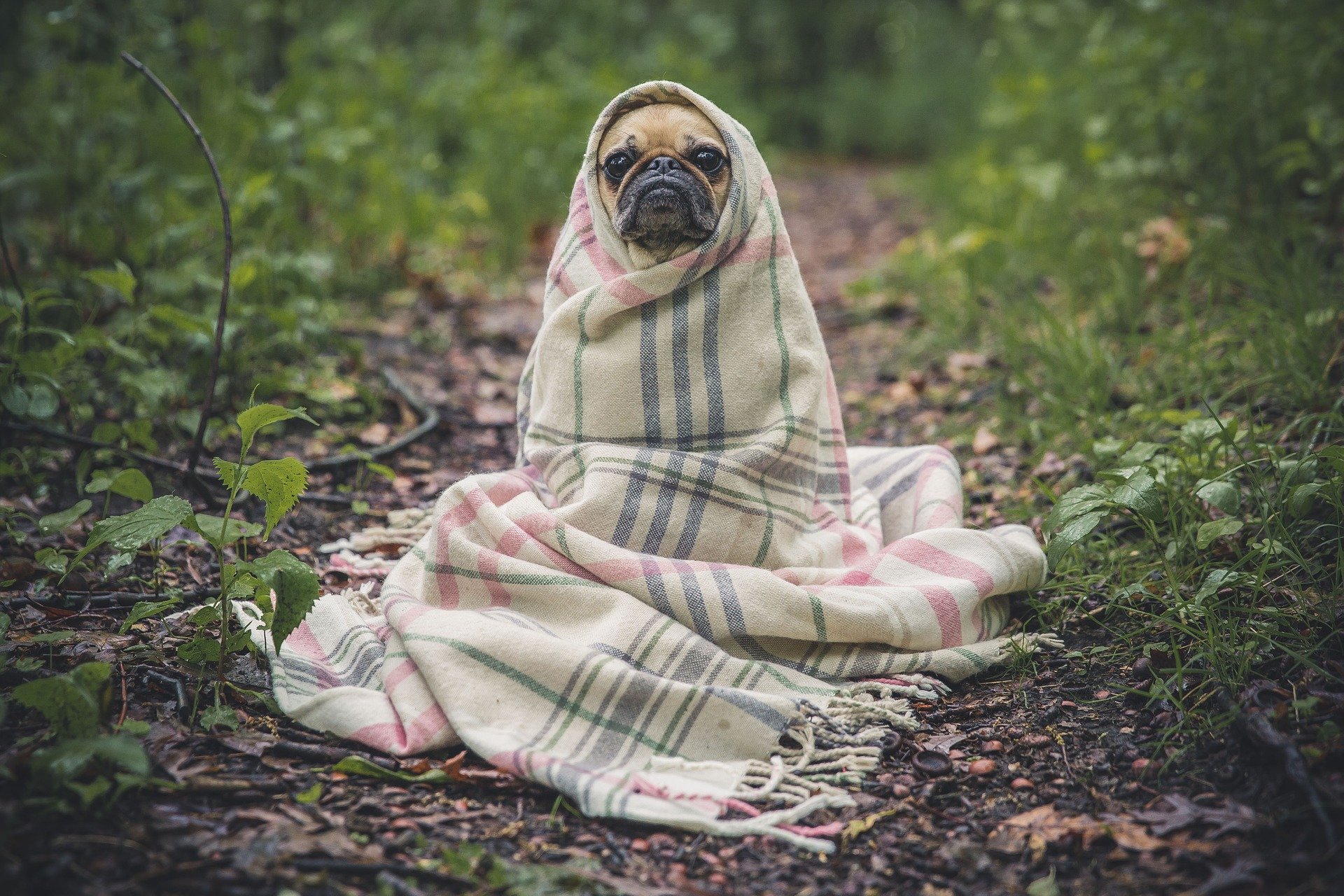 pug 801826 1920.jpg?resize=412,232 - USA : Une loi interdit désormais de laisser ses animaux de compagnie dehors lorsqu’il fait froid