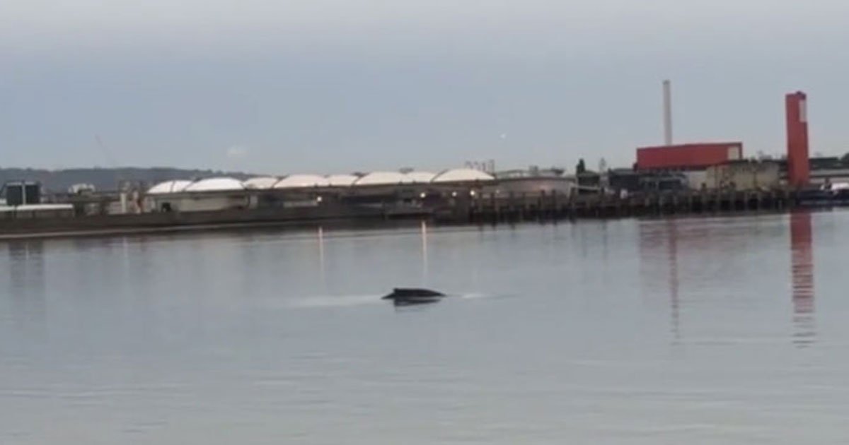 rare humpback whale thames.jpg?resize=1200,630 - Rare Humpback Whale Dubbed “Hessy” Spotted In The River Thames