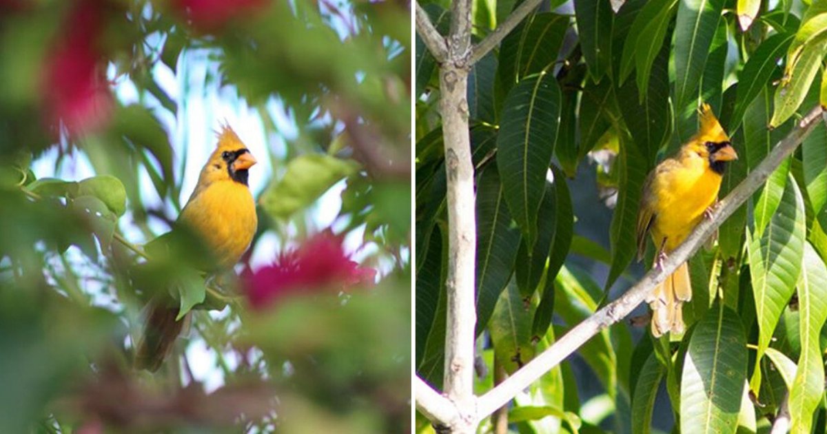 s 1 10.png?resize=1200,630 - Woman In Florida Captured A Picture of An Extremely Rare Yellow Cardinal Bird