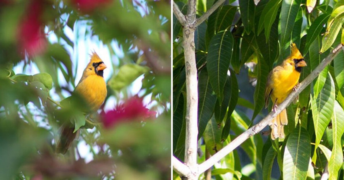 s 1 10.png?resize=412,275 - Woman In Florida Captured A Picture of An Extremely Rare Yellow Cardinal Bird