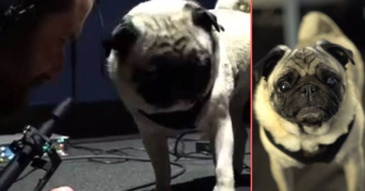 s 2.png?resize=1200,630 - A Pug at 343 Industries Will Make the Alien Sounds They Require For Their New Game
