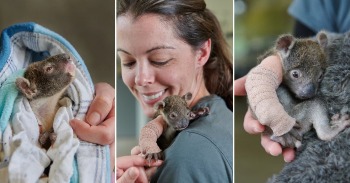 s 3 7.png?resize=1200,630 - Australian Zoo Rescued Orphaned Koala Baby Who Weighed 1-Lb