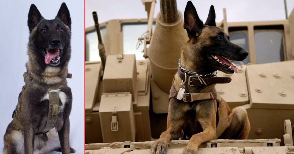 s1 15.jpg?resize=412,232 - Warefare Dog Is Healing After Suffering Injury During Military Raid