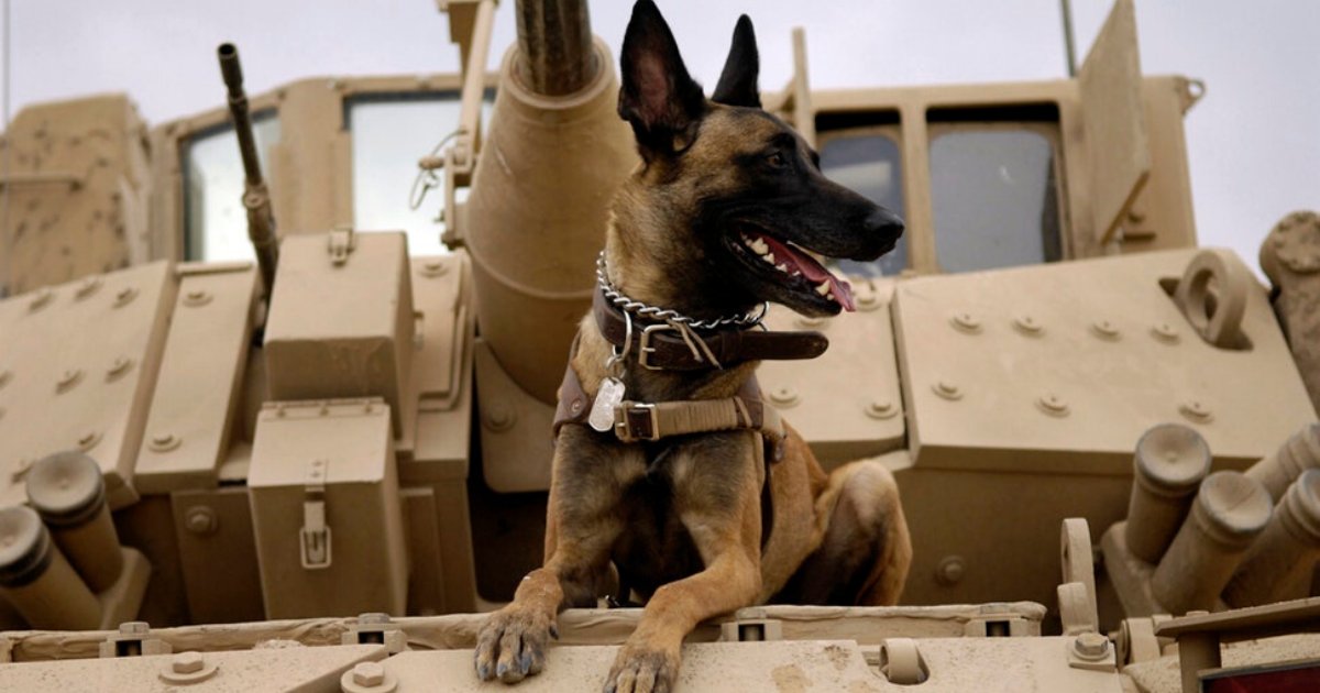 s1 9.png?resize=1200,630 - Authority Says Service Dog Injured During Abu Bakr al-Baghdadi Raid Is On His Way to Recovery