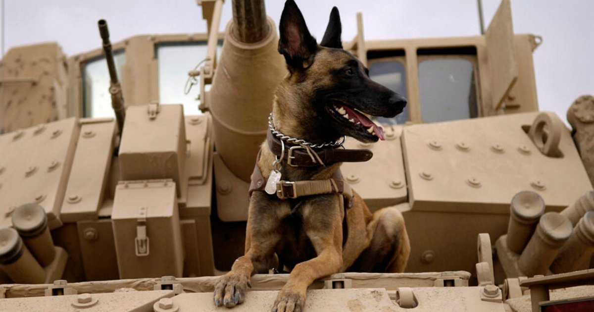 s1 9.png?resize=412,275 - Authority Says Service Dog Injured During Abu Bakr al-Baghdadi Raid Is On His Way to Recovery