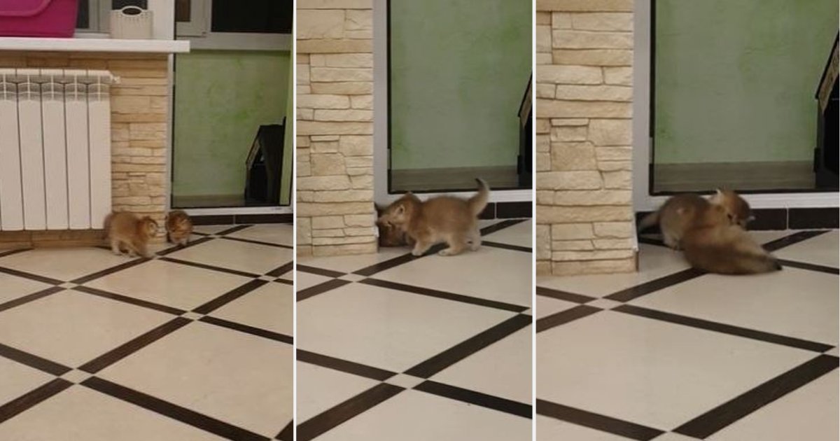 s2 2.png?resize=1200,630 - While Trying to Mimic One Another, The Kittens Slip On The Tile Floor