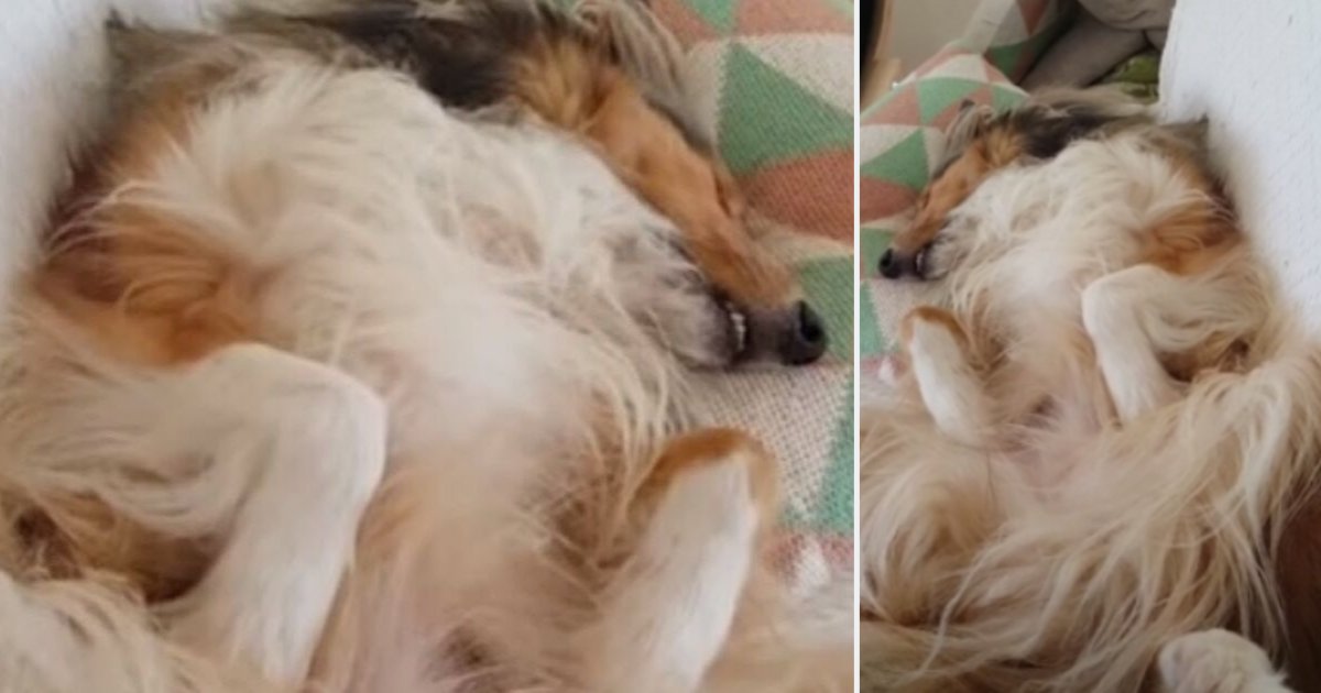 s5.png?resize=1200,630 - Vidéo craquante : Un chien chante pendant son sommeil
