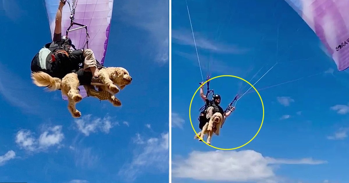 safafsafsasf.jpg?resize=412,275 - A Pooch Flying In The Skies Of Sydney Has Won The Hearts Of Many Becomes An Internet Celebrity