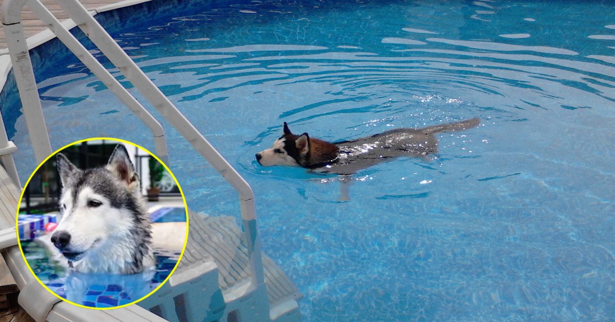 sdgsdgsg.jpg?resize=1200,630 - Adorable Husky Relaxes Himself By Swimming In The Backyard Pool