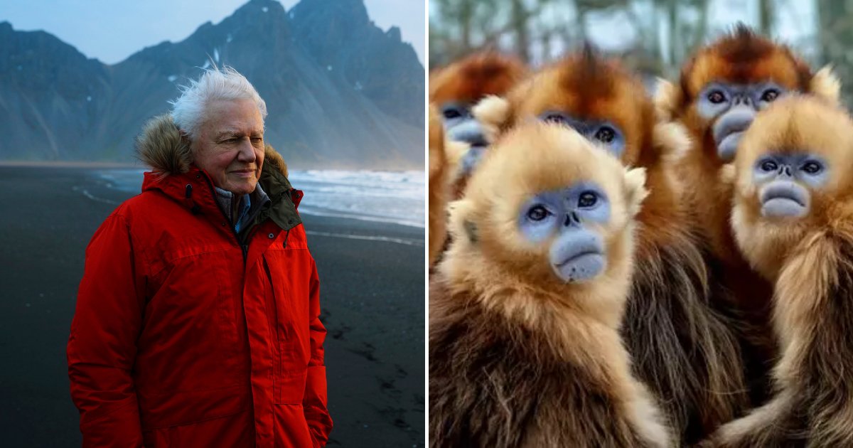 series6.png?resize=1200,630 - Il a fallu 50 ans à David Attenborough pour filmer un singe rare: il figurera dans son nouveau documentaire