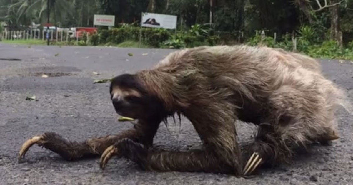 sloth crossing the road.jpg?resize=1200,630 - Cette vidéo d'un paresseux qui traverse une route du Costa Rica va vous surprendre !