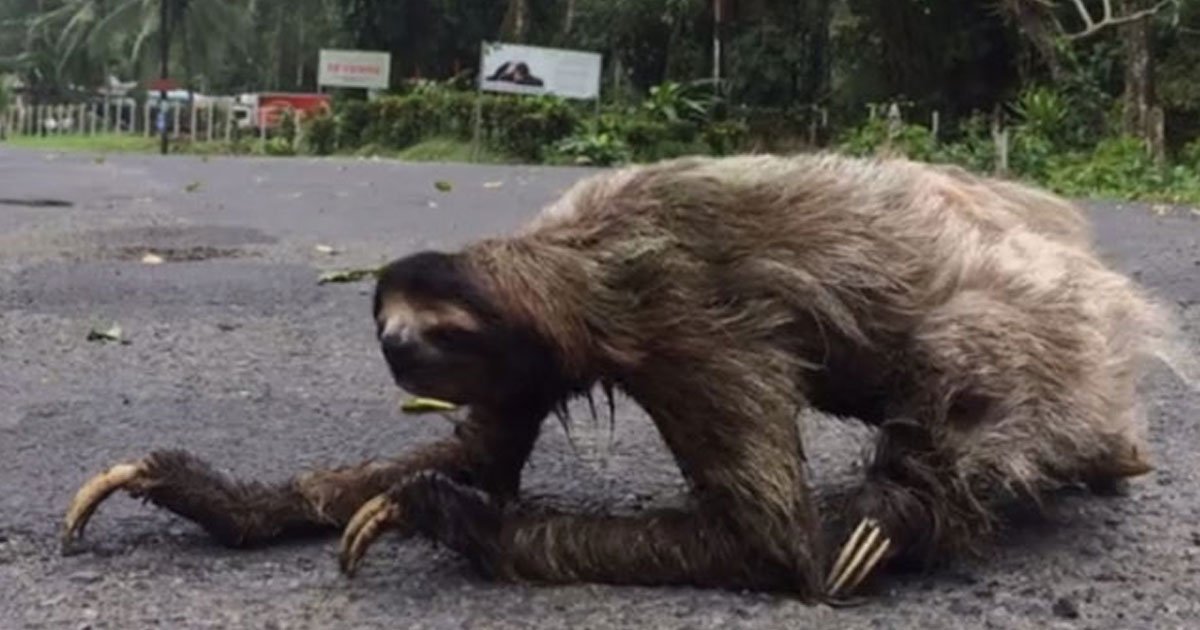 sloth crossing the road.jpg?resize=412,275 - Video Of A Sloth Crossing A Street Of Costa Rica