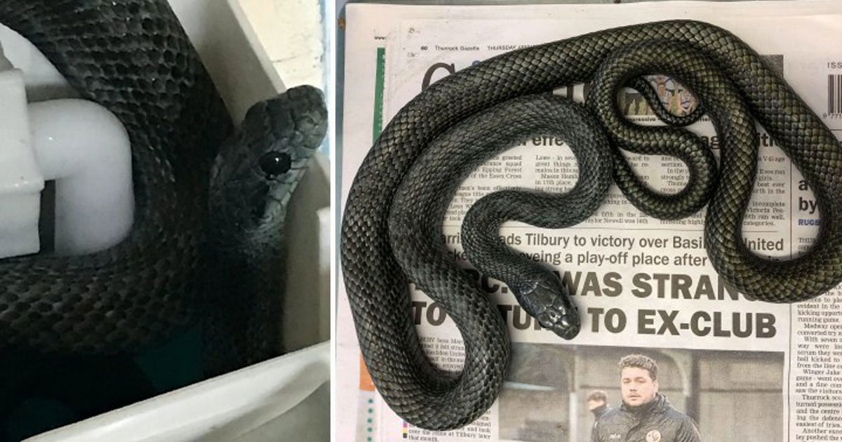 snake hiding toilet.jpg?resize=412,275 - Un serpent de 1,2 m siffle vers un couple après qu'ils l'aient trouvé caché dans leur toilette