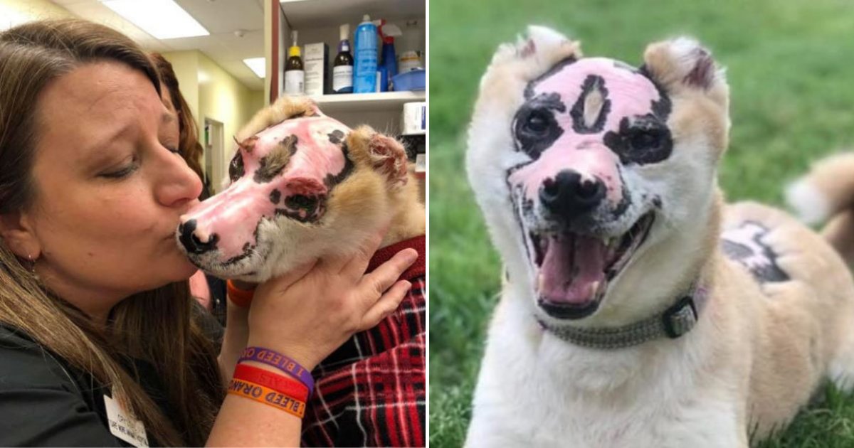 taka6.png?resize=1200,630 - Dog Who Survived A House Fire Becomes A Therapy Dog For Burn Victims