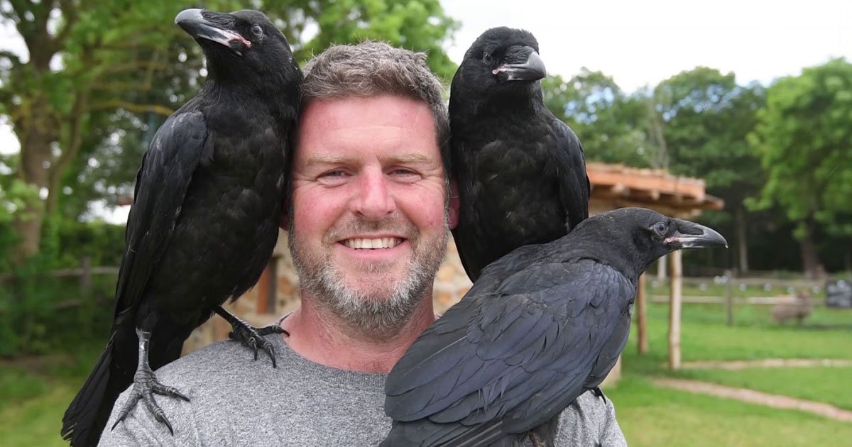 tame ravens tower of london.jpg?fit=1024%2C538&ssl=1&strip=all - 49-Year-Old Man Raising First-Ever ‘Tame’ Ravens For The Tower Of London