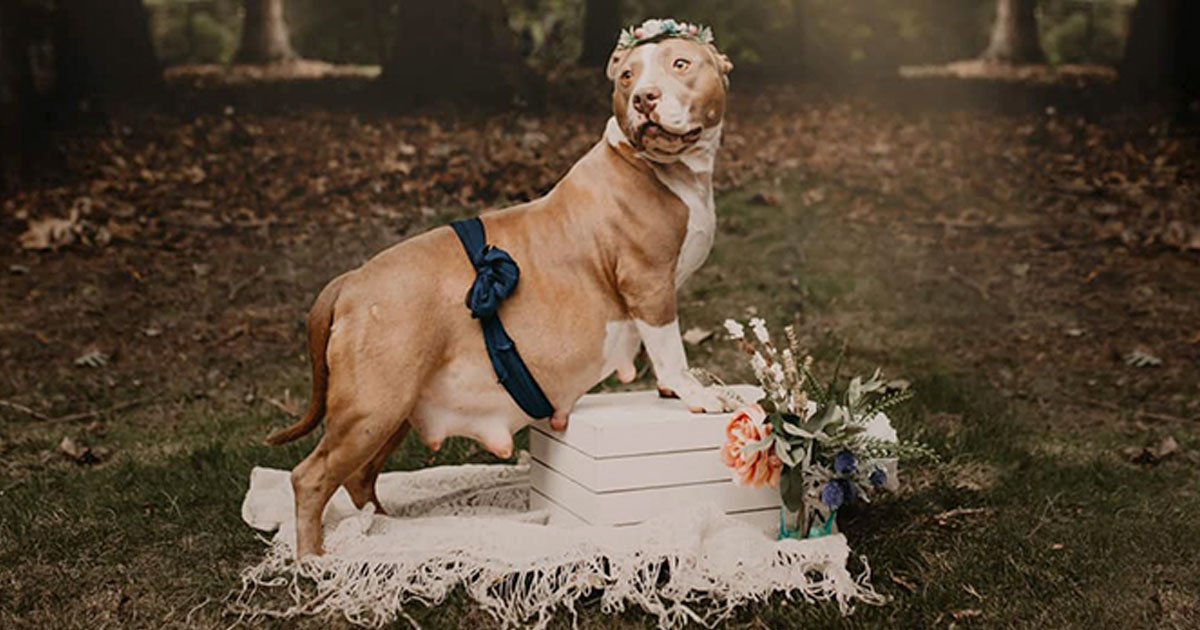 this pregnant pit bull had a maternity photoshoot and it is amazing.jpg?resize=1200,630 - This Pit Bull Got Her Own Amazing Maternity Photoshoot