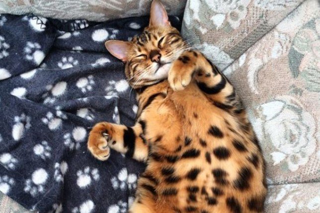 Ce Magnifique Chat A Un Pelage Guepard Vonjour Ce Magnifique Chat A Un Pelage Guepard Vonjour